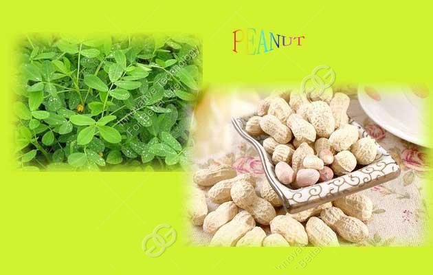 The Effect Of Peanut